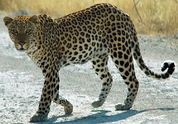 African leopard.