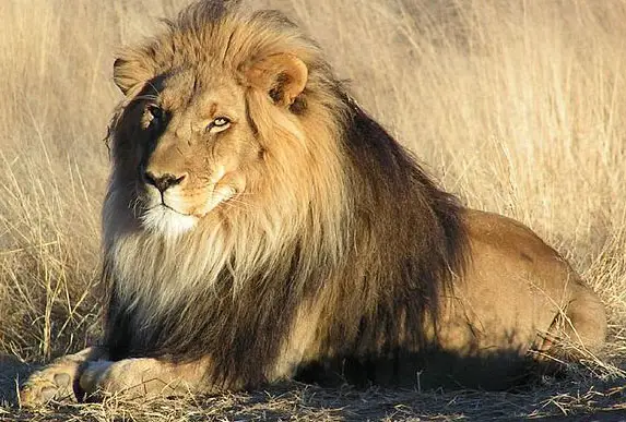 African lion.