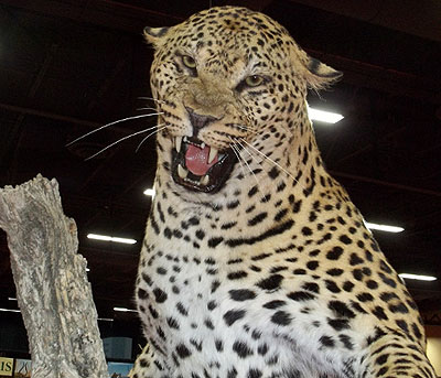 Leopard display