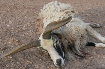 4-horn sheep