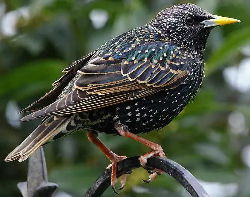 Common starling.