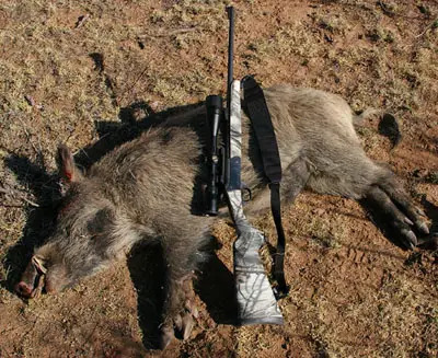 Traditions Outfitter and feral hog