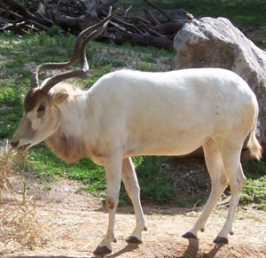 Addax