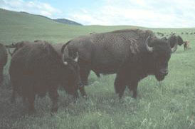 Bison