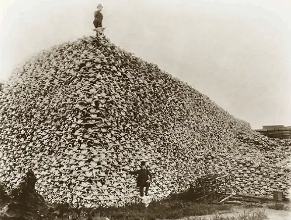 Bison skulls