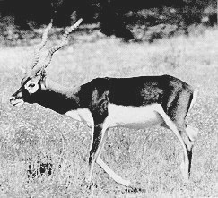 Texas blackbuck