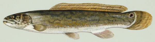 bowfin