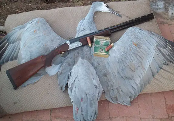 Mary's Remington Premier O/U and greater sandhill crane.
