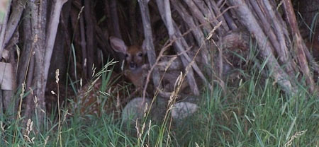 the fawn in teepee