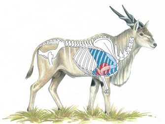 Eland diagram.