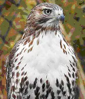 Red-Tailed Hawk