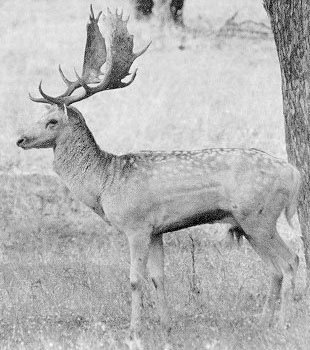 Fallow deer