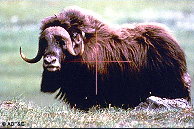 Muskox