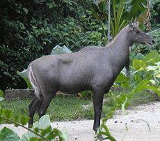 Nilgai bull