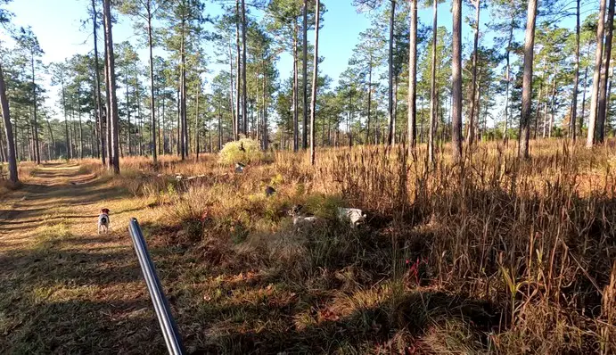 Quail Hunting at Southwind Plantation