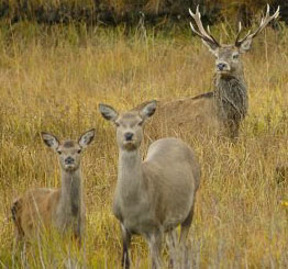 Red Deer