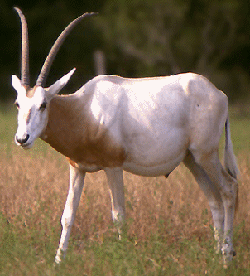 Scimitar Oryx