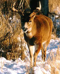 Sitka deer