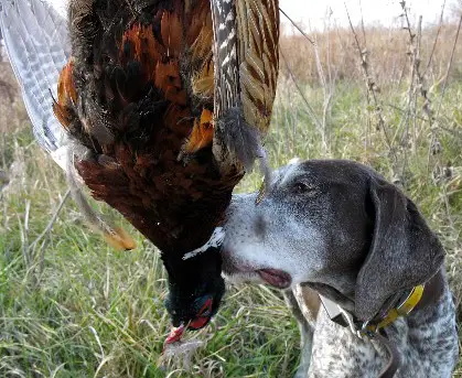 Pheasant taken by Win. 20 gauge HD load